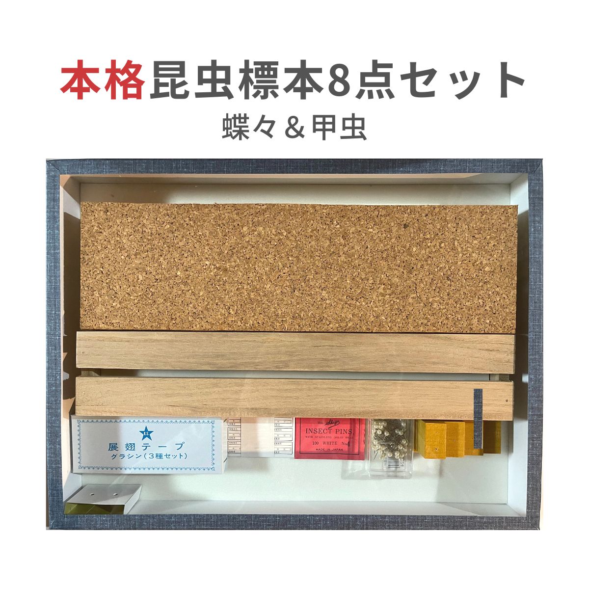 志賀昆虫普及社【本格昆虫標本8点セット 蝶々＆甲虫】チョウ カブトムシ クワガタムシ 自由研究 昆虫採集 採取 シガコン 志賀昆蟲普及社 プロ 学者 研究者 日本