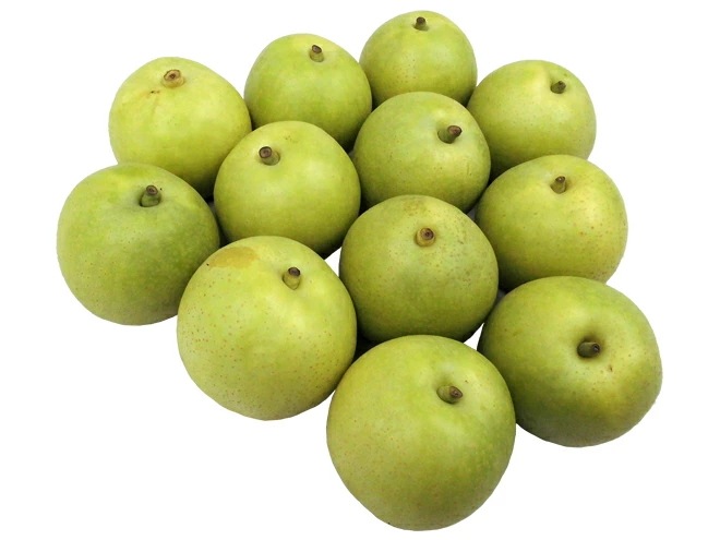 鳥取産 =ハウス二十世紀梨= 訳あり 12-18玉前後 約5kg 予約 8月上旬以降