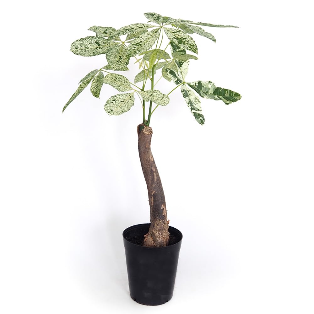 ＩＴＡＮＳＥ パキラ ミルキーウェイ 6号 1個売り 観葉植物 学名：Pachira glabra Milky Way アオイ科 非耐寒性常緑高木 英名：Guiana Chestnut パキラの中でも