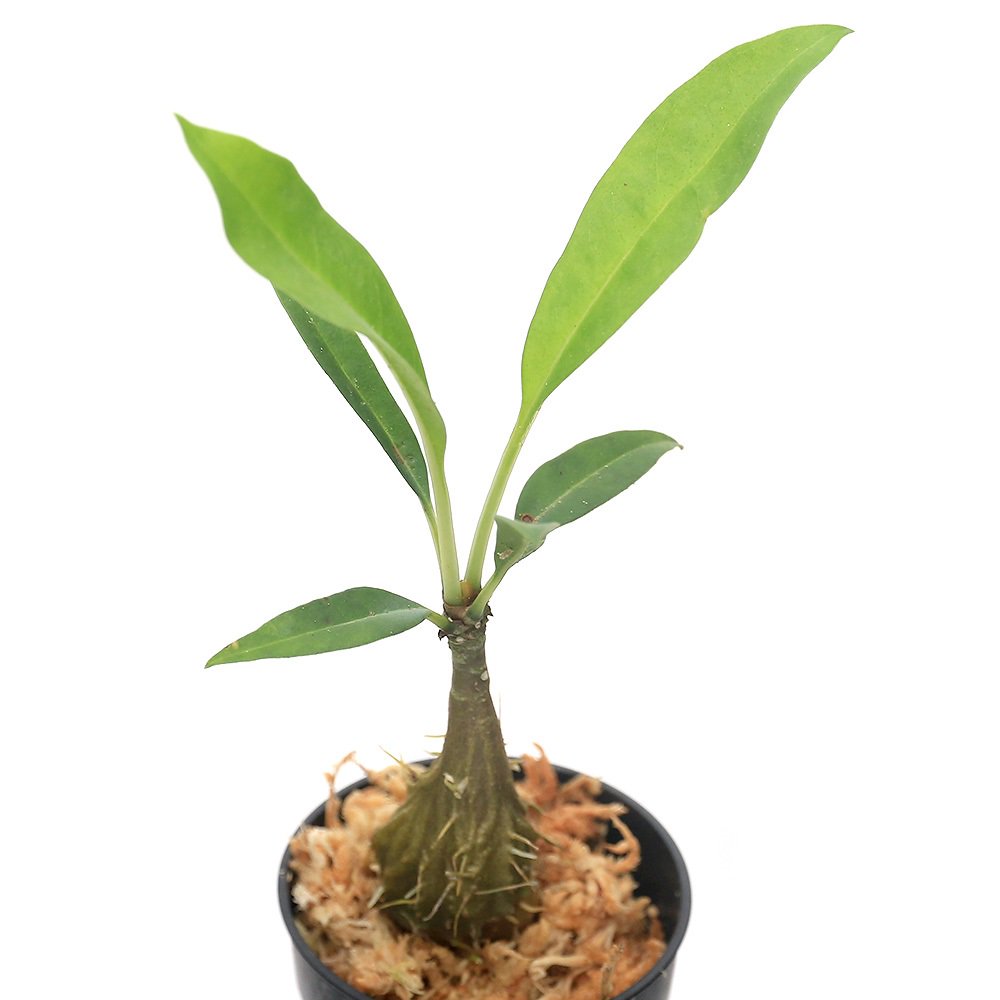 （観葉植物）ミルメコディア　ツベローサ　ａｐｏｅｎｓｉｓ　Ｎｕｅｖａ　Ｖｉｚｃａｙａ，　Ｌｕｚｏｎ（１ポット）　ＣＲＣ12―88―01―00―00