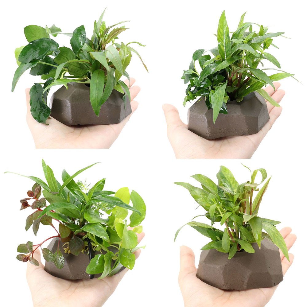 （水草）ゼオライト（グレー）　ザ　ボンサイ　４種セット（水上葉）（各１個）　ＣＲＣ12―24―50―00―00