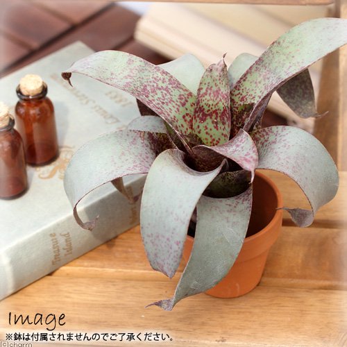 （観葉植物）ビバリウムプランツ　フリーセア　サンデルシー　２号（１ポット）　ＣＲＣ15―23―10―99―00