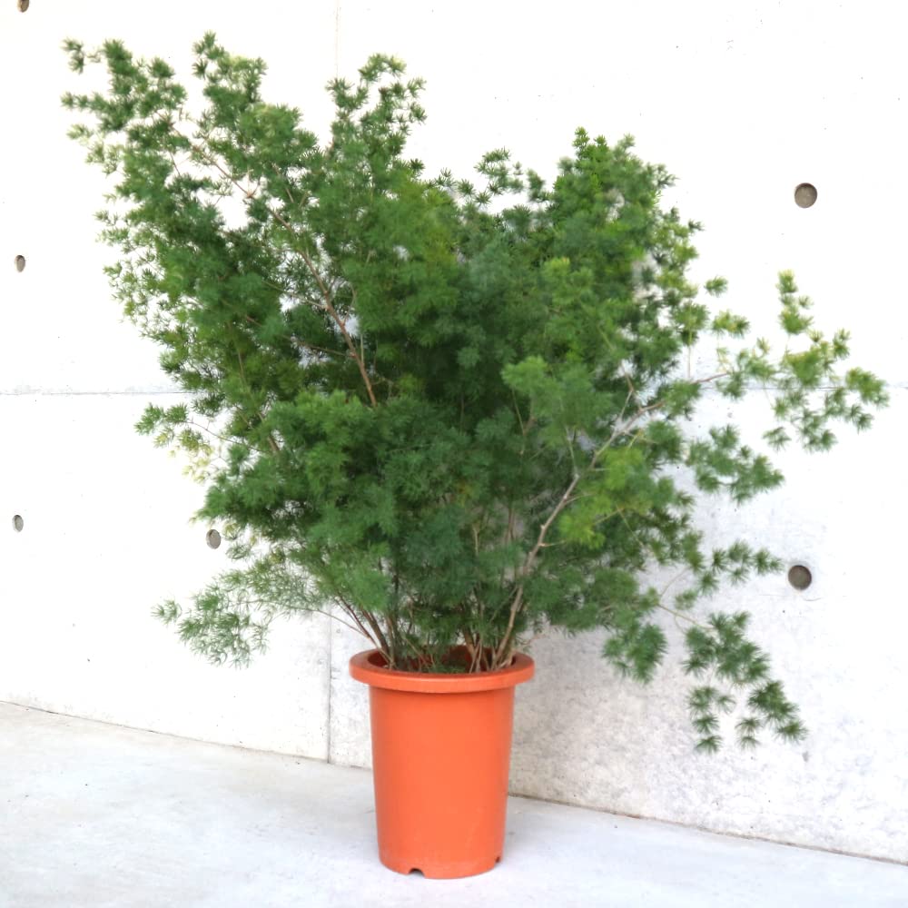 アスパラガスミリオグラタス 7号鉢【品種で選べる観葉植物/1個売り】学名：Asparagus macowanii Bak./キジカクシ科アスパラガス属 非耐寒性常緑多年草/原産地：南アフリカスリラ