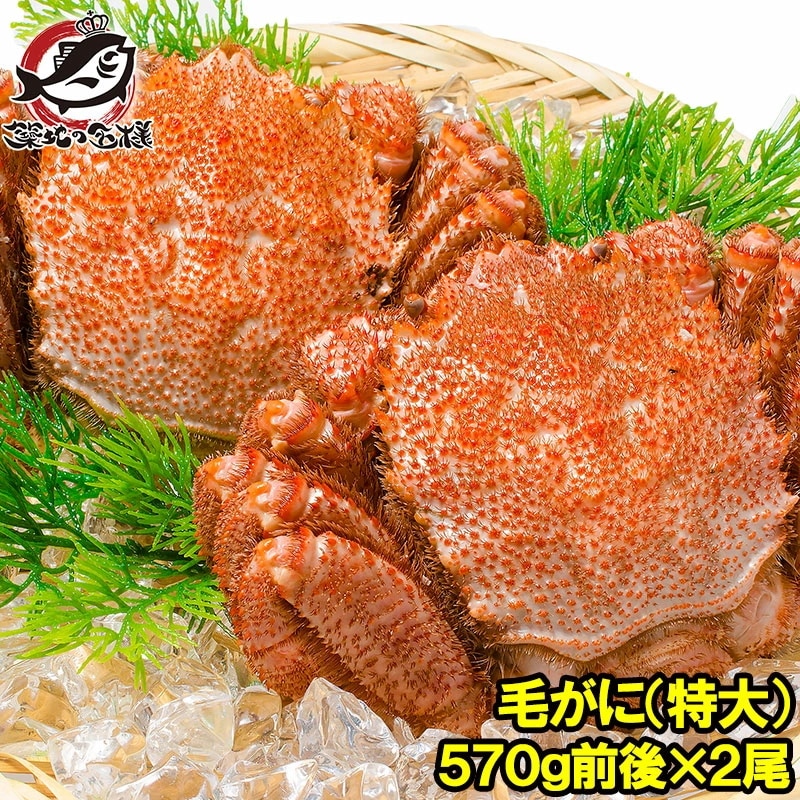 特大 毛ガニ 毛蟹 浜茹で毛がに姿 平均570g前後×2尾 ボイル 冷凍 北海道産 最高級 堅蟹 身もカニ味噌もぎっしり！築地の正規品堅ガニ かに カニ 蟹 カニ鍋 かに味噌 築地市場 豊洲市場 11,825円