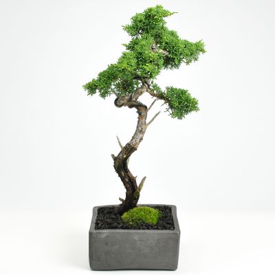 盆栽妙 盆栽 真柏 文人 信楽焼 50594A3206