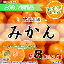 愛媛県産 早生 みかん 約8kg 訳あり 採りたてフレッシュ ミカン サイズおまかせ 産地直送 ご家庭用 まとめ買いでお得