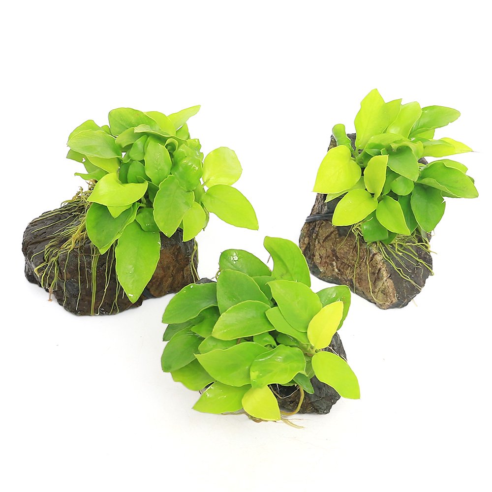 （水草）活着済　アヌビアスナナ　ゴールデン　風山石　Ｓサイズ（約１０ｃｍ）（水上葉）（３個）　北海道・九州航空便要保温　ＣＲＣ12―60―10―20―00