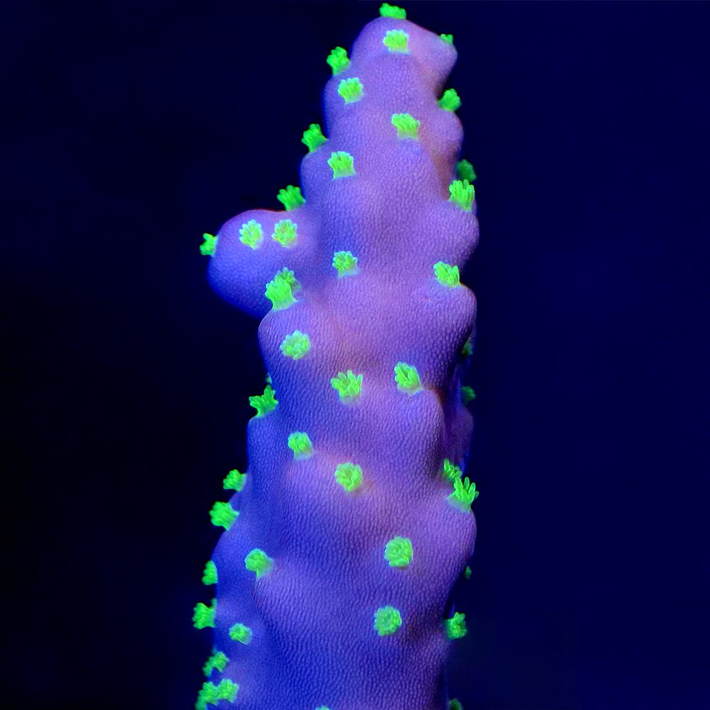 （サンゴ）フラグサンゴ　オーストラリア産　スゲミドリイシ　ポリカプラグ付き（１個）ｗｈ‐５９　北海道航空便要保温　ＣＲＣ26―50―80―00―00