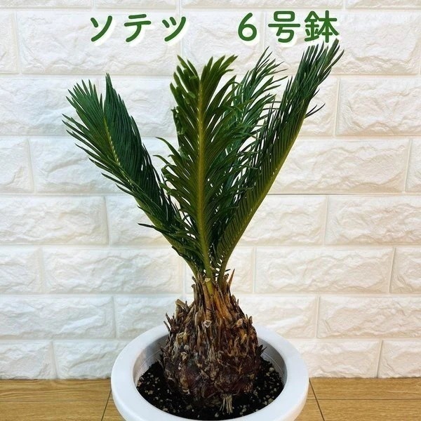 ソテツ 蘇鉄 6号鉢