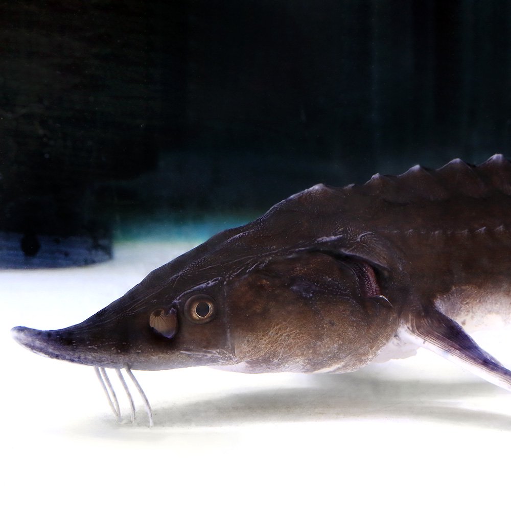 （熱帯魚）ベステルチョウザメ　ＸＬサイズ（１匹）　北海道・九州航空便要保温　ＣＲＣ13―56―90―00―00