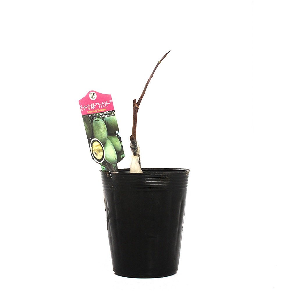 （観葉植物）果樹苗　ピーターソンポポー　シェナンドー　４号（１ポット）家庭菜園　ＣＲＣ15―75―10―99―00
