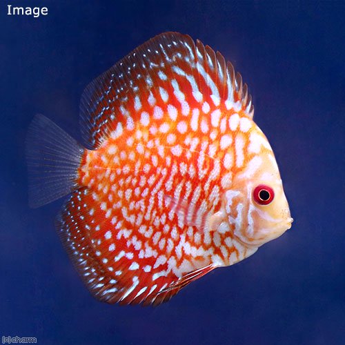 （熱帯魚）ポルカドットラフレシア・ディスカス（Ｓサイズ）（３匹）　北海道・九州航空便要保温　ＣＲＣ13―31―10―00―00