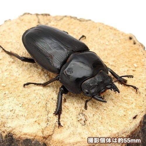 （昆虫）（メス単品）国産オオクワガタ　大阪府能勢町産　成虫　ＹＧ血統　５０ー５４ｍｍ（１匹）　北海道・九州航空便要保温　ＣＲＣ18―25―20―40―00 5,130円