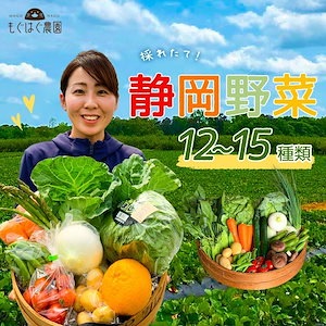 採れたて！静岡野菜セット C 12～15品目 採れたて 野菜 旬 セット 国産 静岡県産 詰め合わせ 野菜BOX 旬野菜 産地直送 仕送り もぐはぐ