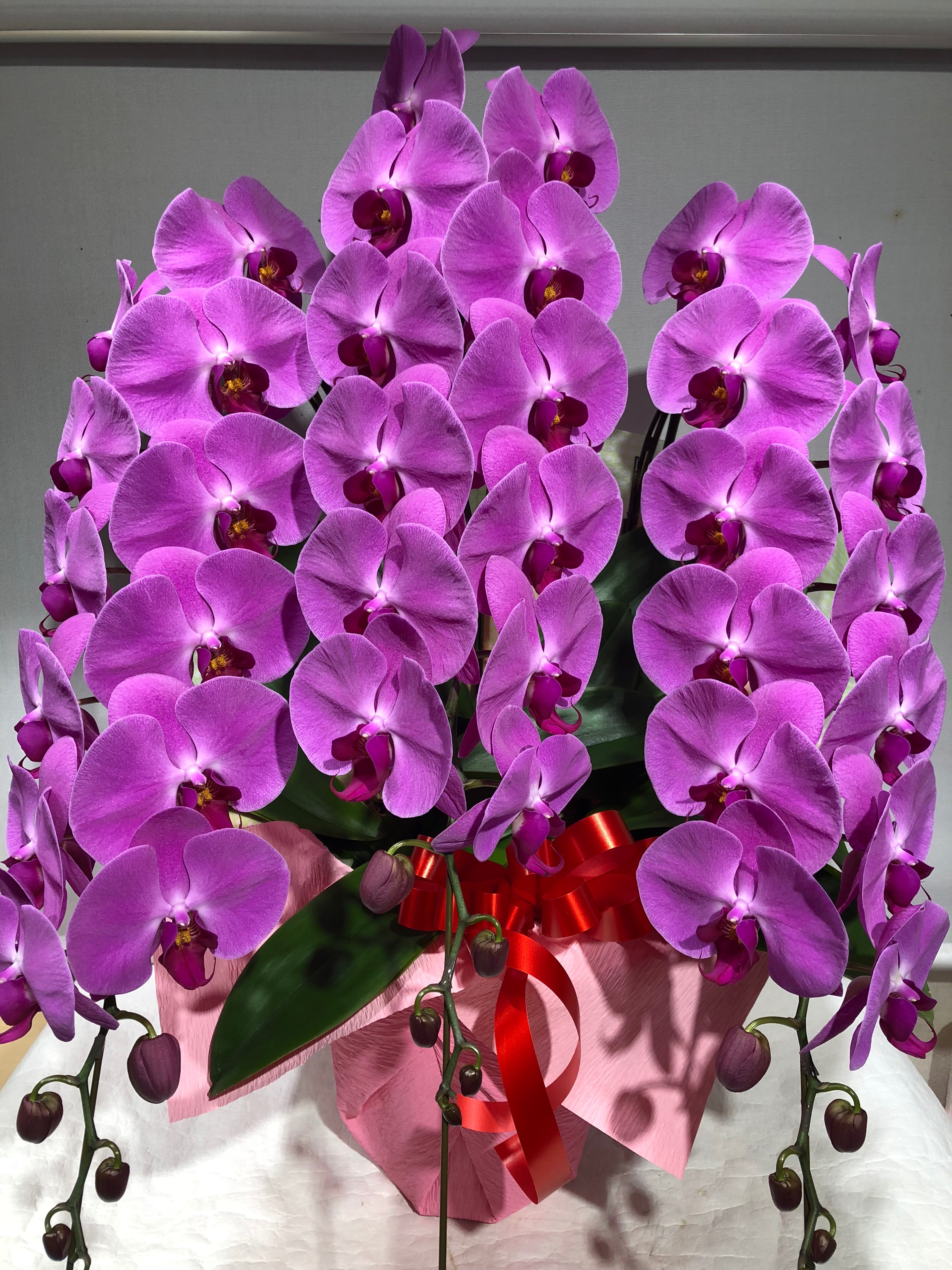 商品ID 7004 胡蝶蘭　ピンク　３本立ち　生花