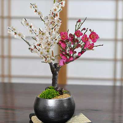 盆栽妙 ミニ紅白梅 ミニ盆栽 梅の木 花 フラワーギフト