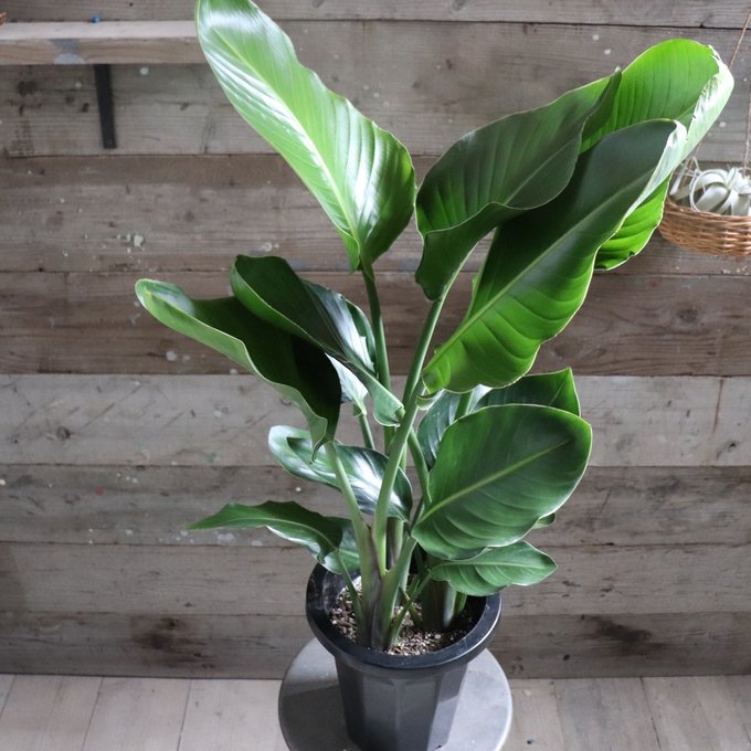 オーガスタ 大きな観葉植物 ストレチア 極楽鳥花