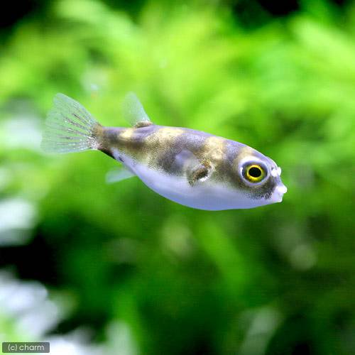 （熱帯魚）南米淡水フグ（３匹）　北海道航空便要保温　ＣＲＣ13―51―00―00―00