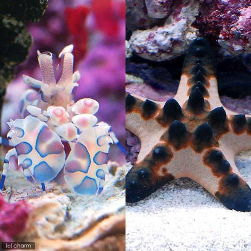 （海水魚）エビ　フリソデエビ（１匹）＋コブヒトデ（１匹）　ＣＲＣ26―94―00―00―00