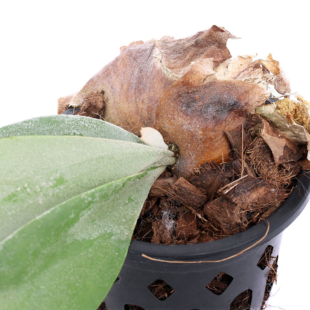 （観葉植物）ビカクシダ　ウィリンキー　スポア　４号（１鉢）　ＣＲＣ15―30―20―02―00