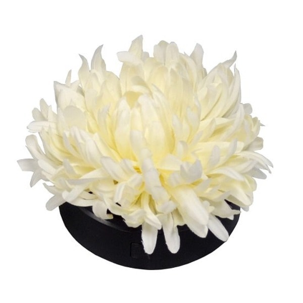 ほんのりと虹色 KIKUHANA 菊花 2個セット