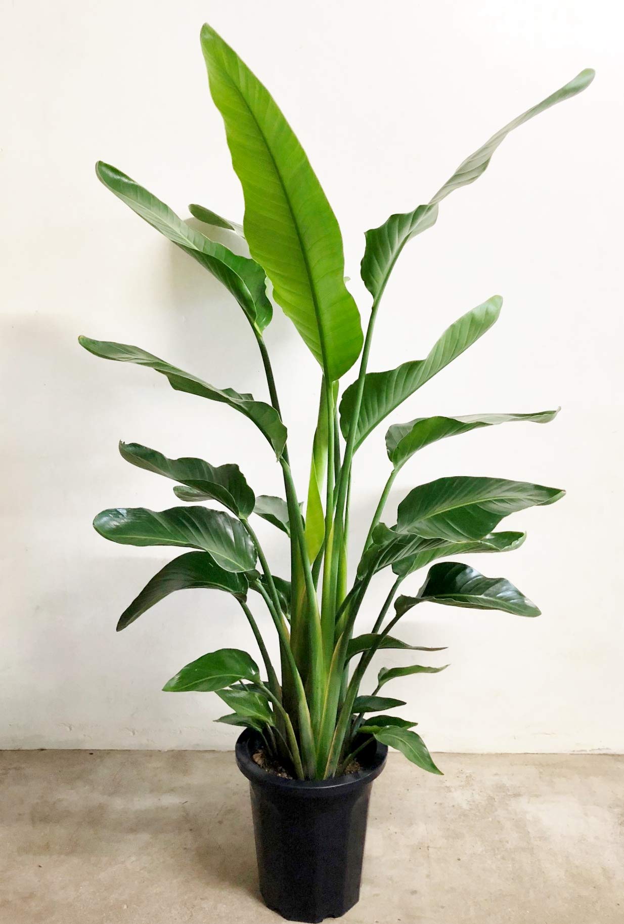 オーガスタ 10号 約160cm 指宿産直 グリーン