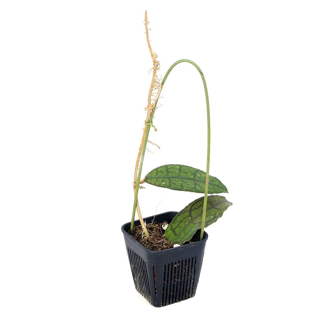 （観葉植物）ホヤ　クレメンシオラム（１株）　ＣＲＣ15―23―10―05―00