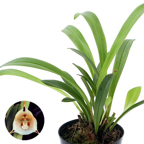 (観葉植物)洋ラン モンキーオーキッド ドラクラ イナエクアリス 2.5ー3号(1ポット) CRC15―63―45―00―00