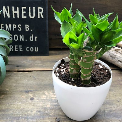 キングバンブー 縁起の良い植物 開運 風水 観葉植物...のサムネイル