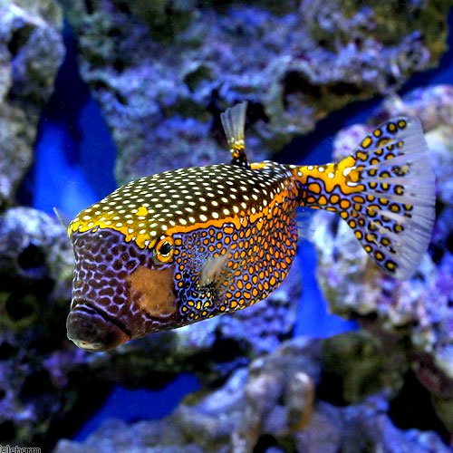 （海水魚）クロハコフグ　オス（１匹）　北海道航空便要保温　ＣＲＣ26―30―42―10―00