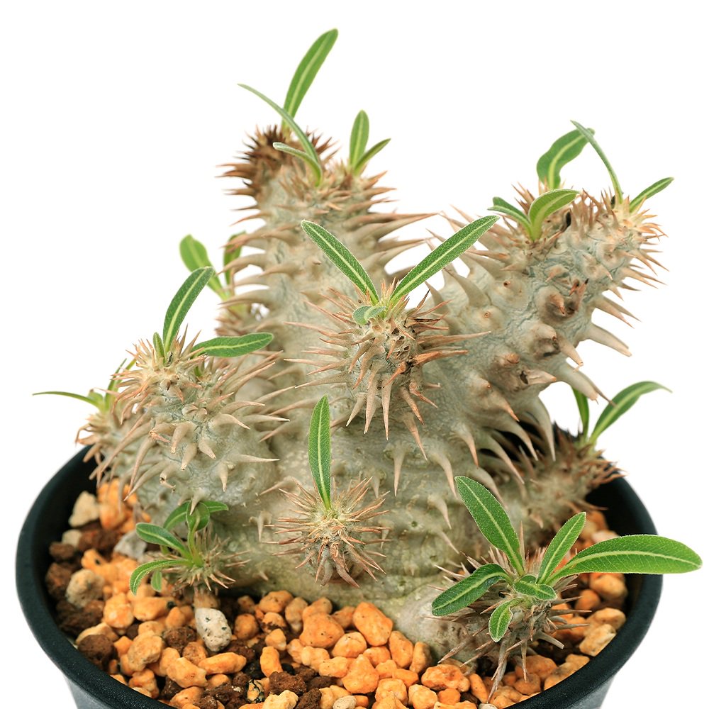 （観葉植物）パキポディウム　グラキリスXデンシカウレ　４号（１鉢）　コーデックス　ＣＲＣ15―60―75―00―00