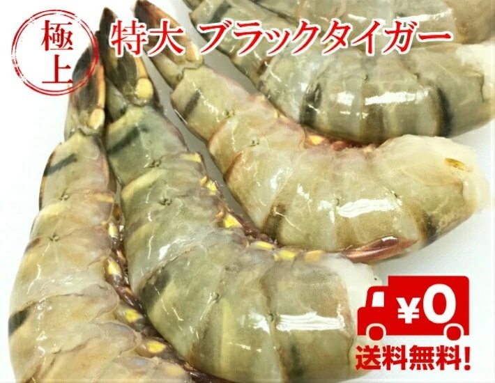 冷凍エビ 特大エビ 1.8kg約55尾 ブラックタイガー えび 冷凍えび 殻付きエビ 海老 エビフライ 海老フライ 冷凍食品 業務用エビ
