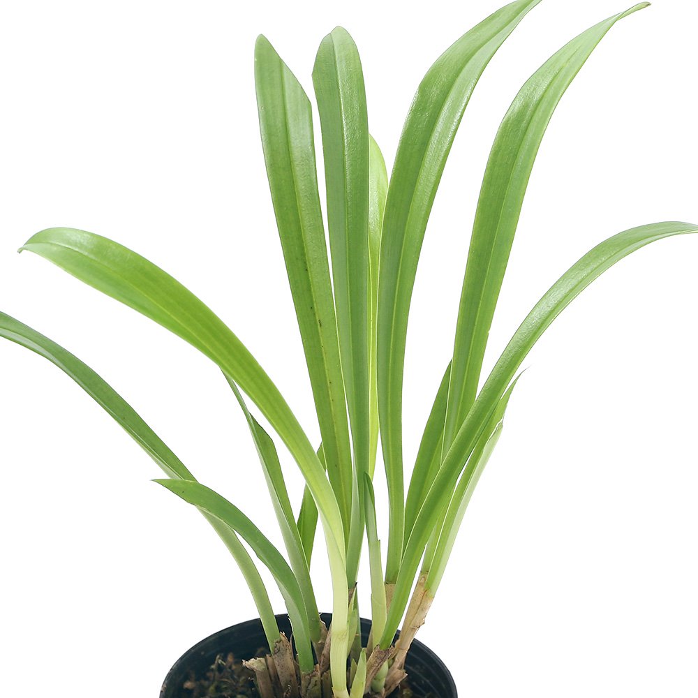 （観葉植物）洋ラン　モンキーオーキッド　ドラクラ　ソディロイ　２．５ー３号（１ポット）　ＣＲＣ15―63―45―00―00