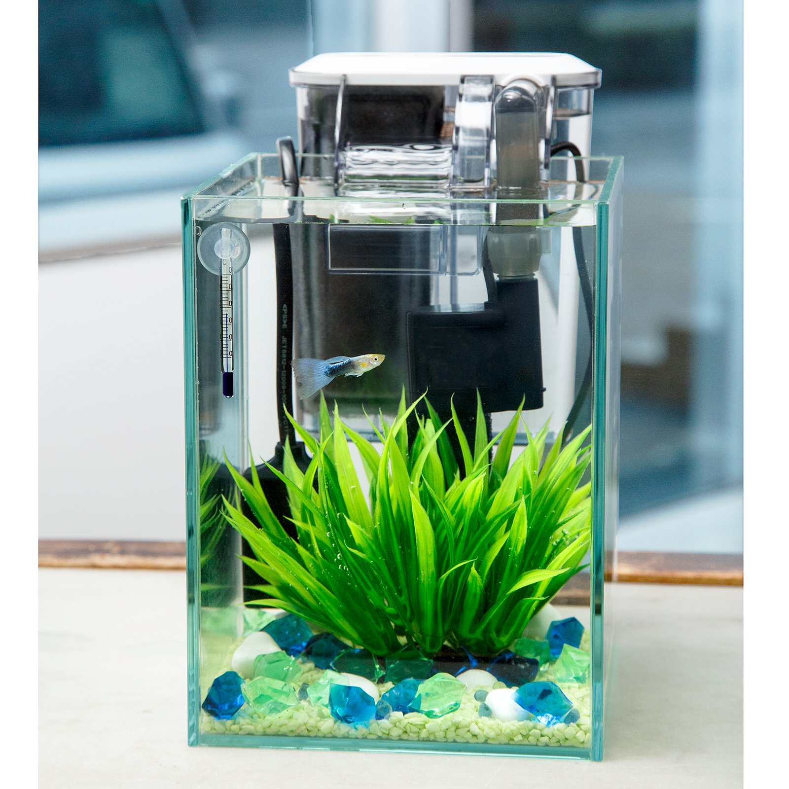 （熱帯魚）飼育セット　グッピーセット　ｇｕｙー水ー　おまけ付　本州四国限定　ＣＲＣ10―11―03―10―99
