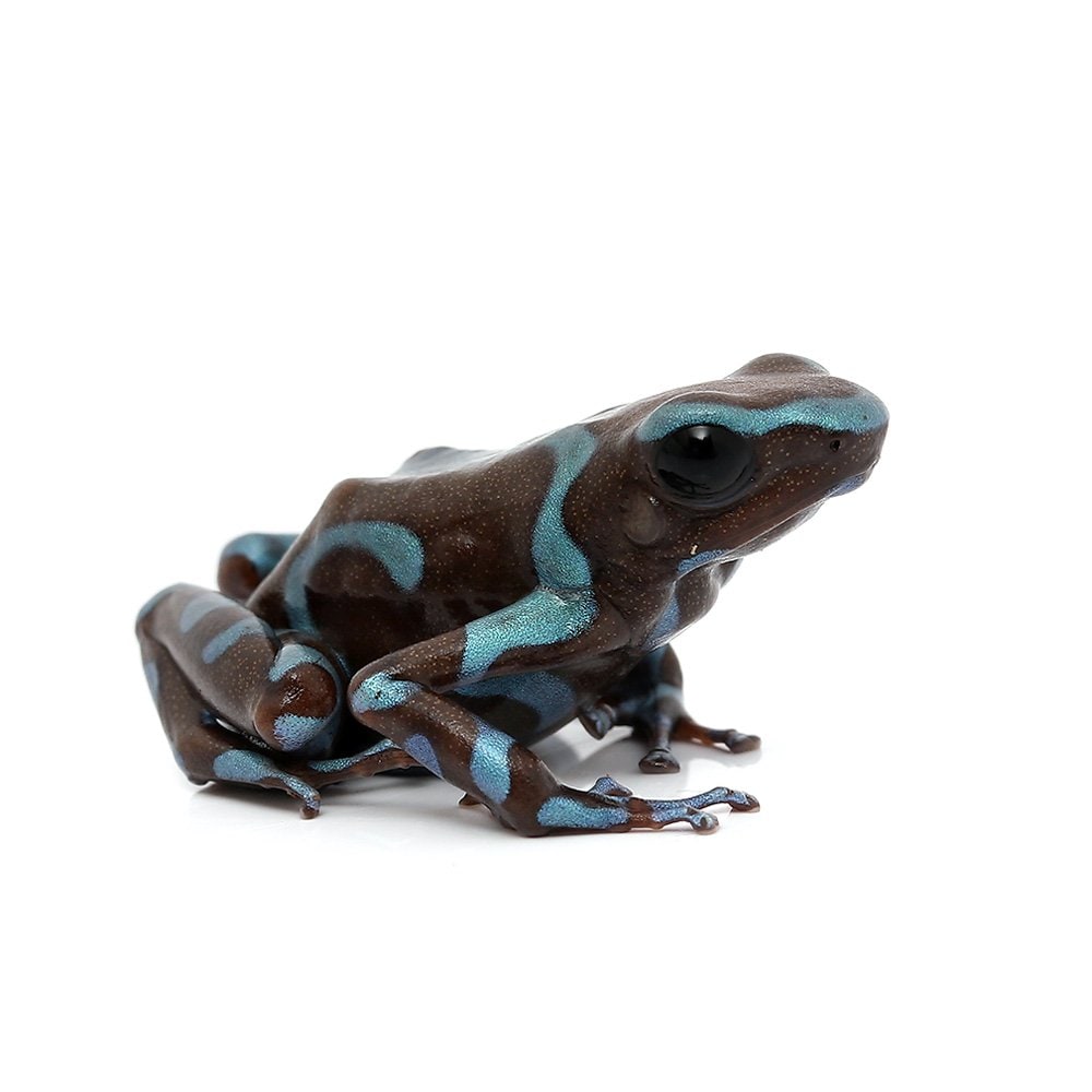 （両生類）マダラヤドクガエル　ブルー＆ブロンズｂｌｕｅ＆ｂｒｏｎｚｅ（１匹）　ＣＲＣ17―05―35―20―00