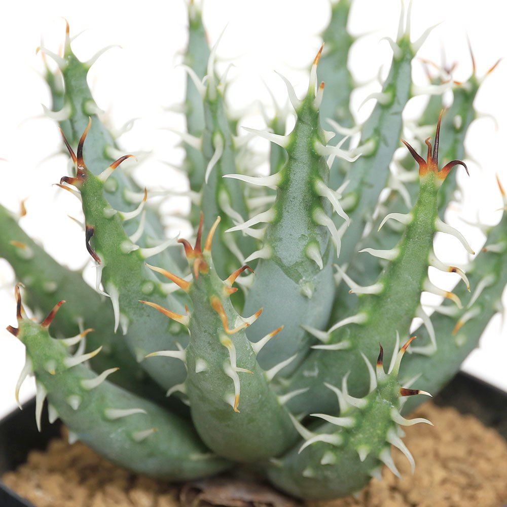 （多肉植物）アロエ　エリナケア　２．５号（１鉢）　ＣＲＣ15―60―10―00―00