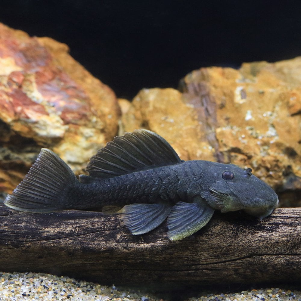 （熱帯魚）オリーブグリーンダルマ・プレコ　Ｍサイズ（ワイルド）（１匹）　北海道航空便要保温　ＣＲＣ13―44―40―00―00