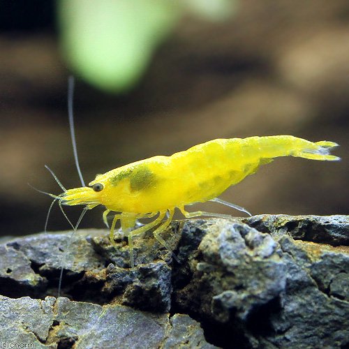 （エビ）イエローチェリーシュリンプ（３０匹）　ＣＲＣ13―70―23―30―00 5,026円