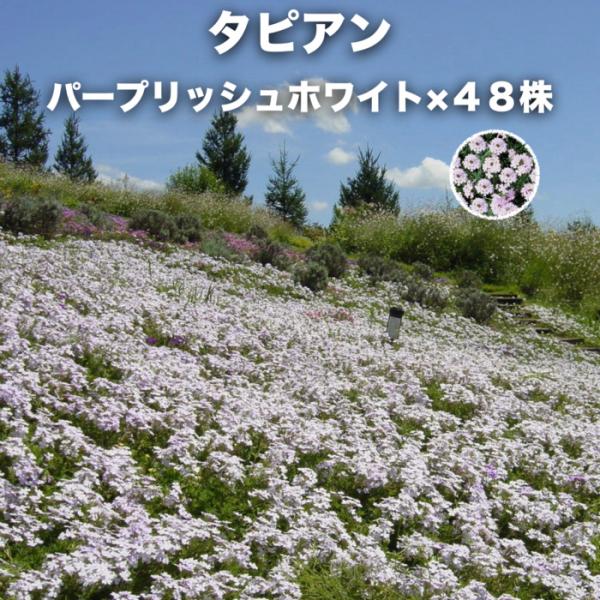 タピアン パープリッシュホワイト 48株 白品種 9cmポット苗 3号 バーベナ属 サントリーフラワーズ グランドカバー 雑草対策