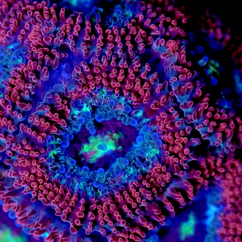 （サンゴ）インドネシア産　ヒメカクオオトゲキクメイシ　レッド　ポリカプラグ付き（１個）ｗｈ－６４　北海道・九州航空便要保温　ＣＲＣ26―50―80―00―00