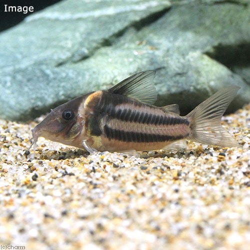 （熱帯魚）コリドラス・ビファシアータス（ワイルド）（１匹）　北海道・九州航空便要保温　ＣＲＣ13―36―50―00―00観賞魚