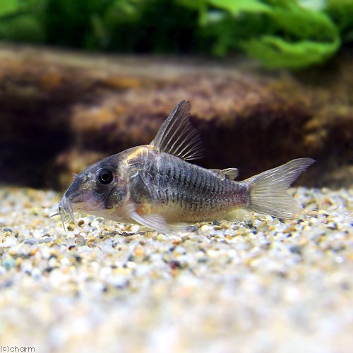 （熱帯魚）コリドラス・ショートノーズルイーザ（ワイルド）（１匹）　北海道・九州航空便要保温　ＣＲＣ13―36―20―00―00 8,513円