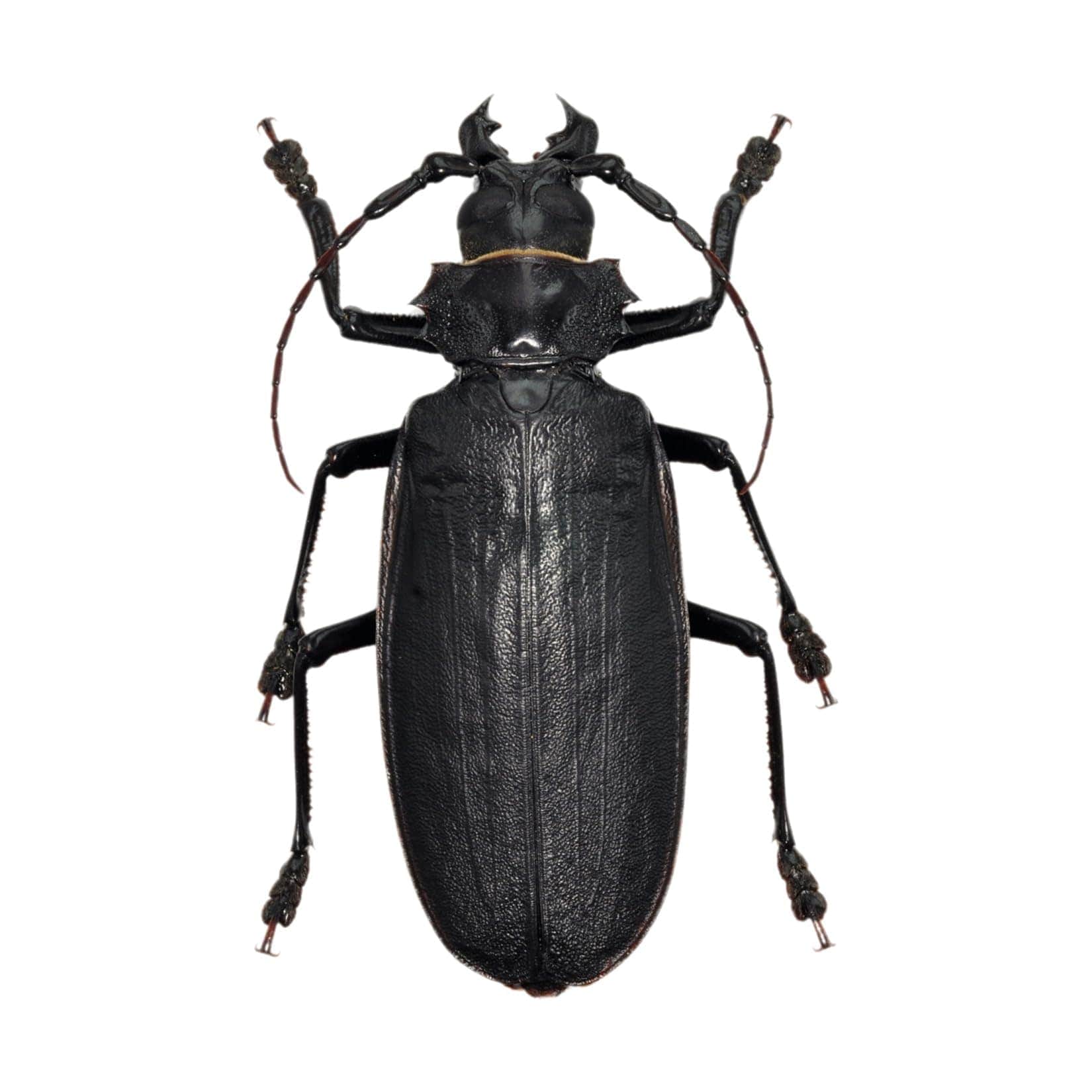 涅槃 タイタンオオウスバカミキリ フィギュア 12CM級 冷蔵庫貼り 磁気飾り物 マグネット リアル 昆虫綱 成虫 図鑑 昆虫 甲虫 樹脂 大人安心 プラモ おもちゃ 模型 完成品 置物