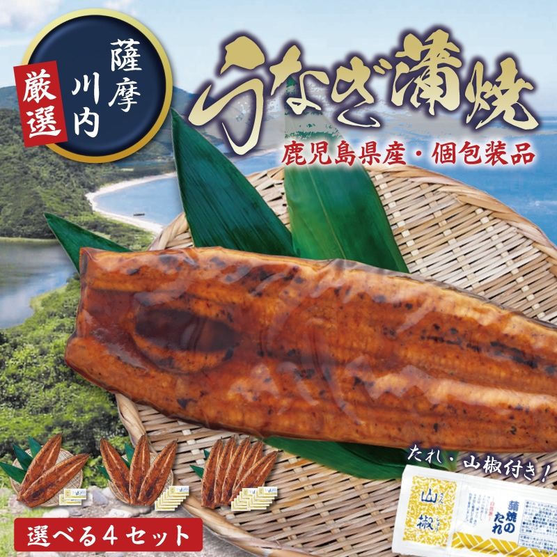 特大鹿児島産鰻 1尾 2尾 3尾 5尾