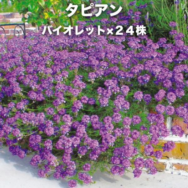 タピアン バイオレット 24株 紫品種 9cmポット苗 3号 バーベナ属 サントリーフラワーズ グランドカバー 雑草対策