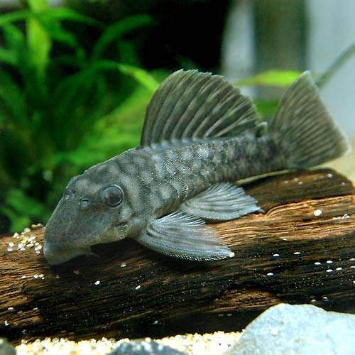 （熱帯魚）ロイヤルスポット・グローボ（ワイルド）（１匹）　北海道航空便要保温　ＣＲＣ13―44―40―00―00 7,656円