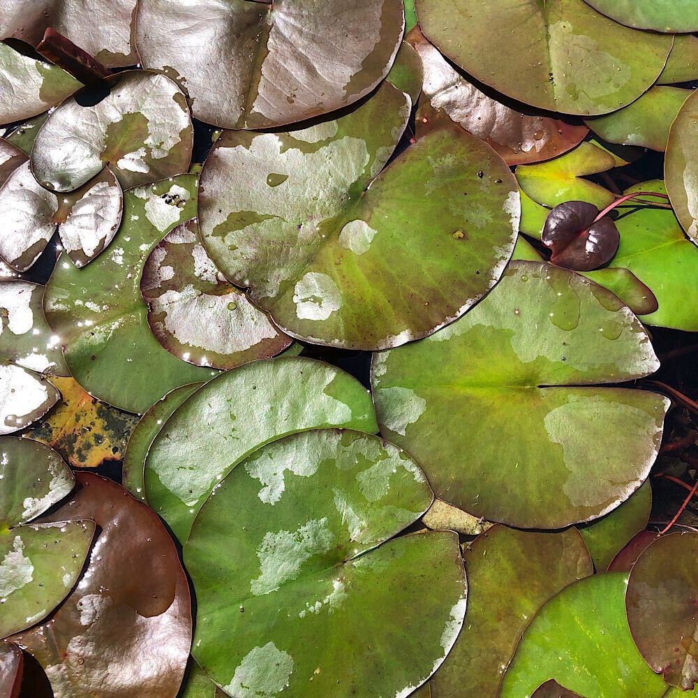 （ビオトープ）睡蓮　温帯性睡蓮（スイレン）（桃）　フクシャ　ポンポン　Ｆｕｃｈｓｉａ　Ｐｏｍ　Ｐｏｍ　（１ポット）　ＣＲＣ15―10―10―30―00 4,918円