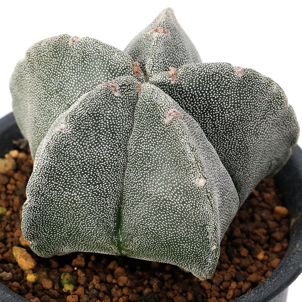 （多肉植物）サボテン　アストロフィツム　ランポー玉（鸞鳳玉）３号（１鉢）　ＣＲＣ15―62―95―00―00