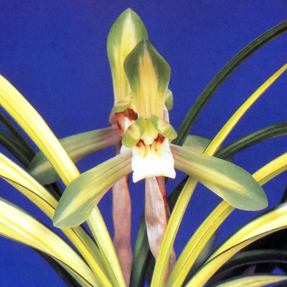 （山野草）シュンラン（春蘭）秩父錦（チチブニシキ）３号（１ポット）日本春蘭　古典園芸　ＣＲＣ15―35―12―00―00