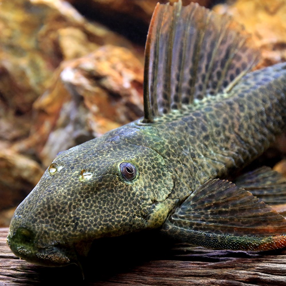 （熱帯魚）オレンジフィンレオパード・ヒポストムス（ワイルド）（１匹）　北海道・九州航空便要保温　ＣＲＣ13―44―60―00―00